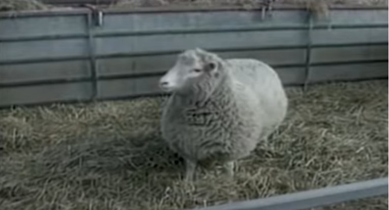 Prije 25 godina svijet je šokirala vijest o kloniranju ovce Dolly