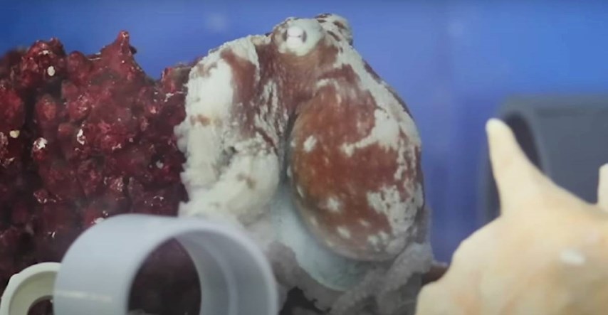 VIDEO Snimljeno kako hobotnica ima noćne more? Pogledajte kako to izgleda