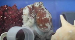 VIDEO Snimljeno kako hobotnica ima noćne more? Pogledajte kako to izgleda