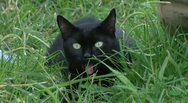 Upoznajte Lunu, crnu macu koja je osmeročlanu obitelj spasila od tragedije