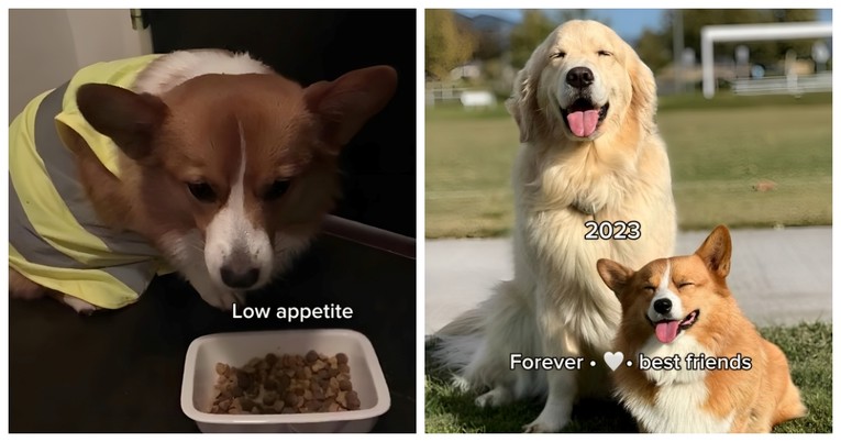 Pogledajte transformaciju ove usamljene kujice nakon što je dobila prijatelja