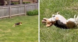Udomljeni pas prvi put osjetio travu pod šapama, njegova reakcija je neprocjenjiva