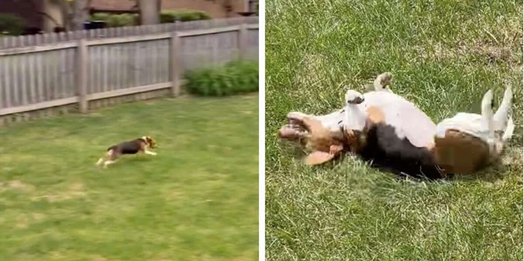 Udomljeni pas prvi put osjetio travu pod šapama, njegova reakcija je neprocjenjiva