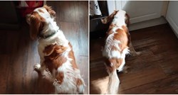 Reakcija slijepog i gluhog psa kada se vlasnik vrati kući dirnula ljude: "Divan je"