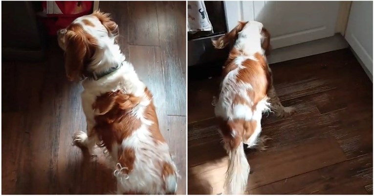 Reakcija slijepog i gluhog psa kada se vlasnik vrati kući dirnula ljude: "Divan je"