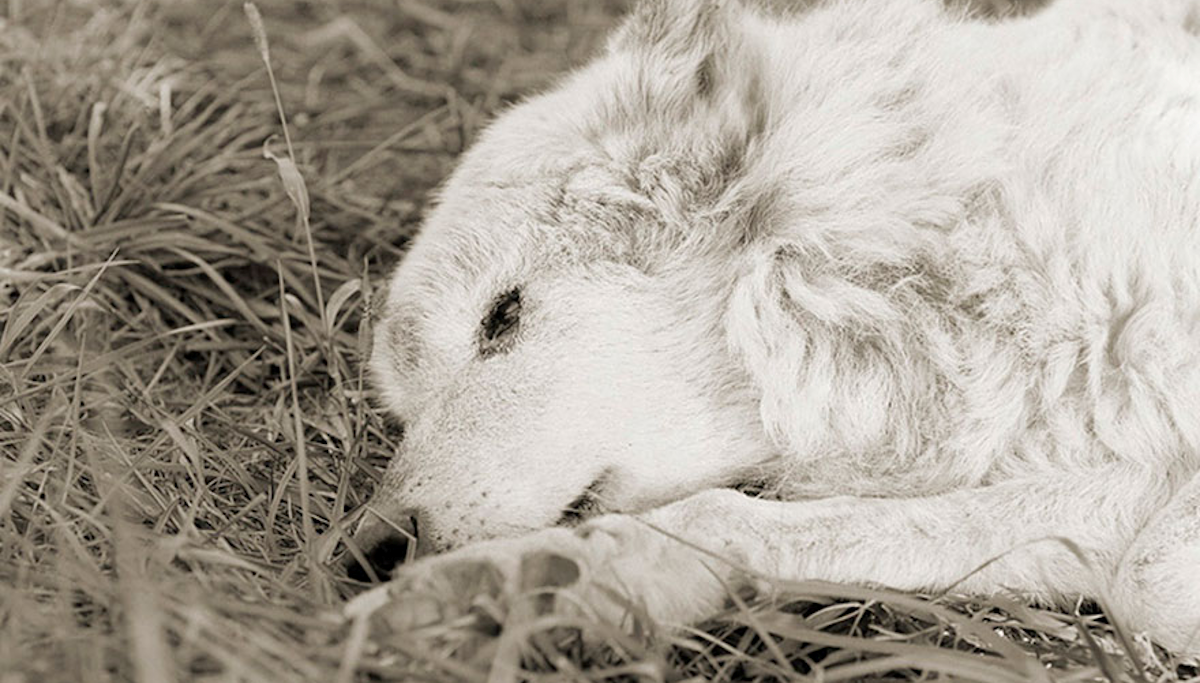 Dirljive fotografije životinja koje su trebale biti ubijene nose snažnu poruku