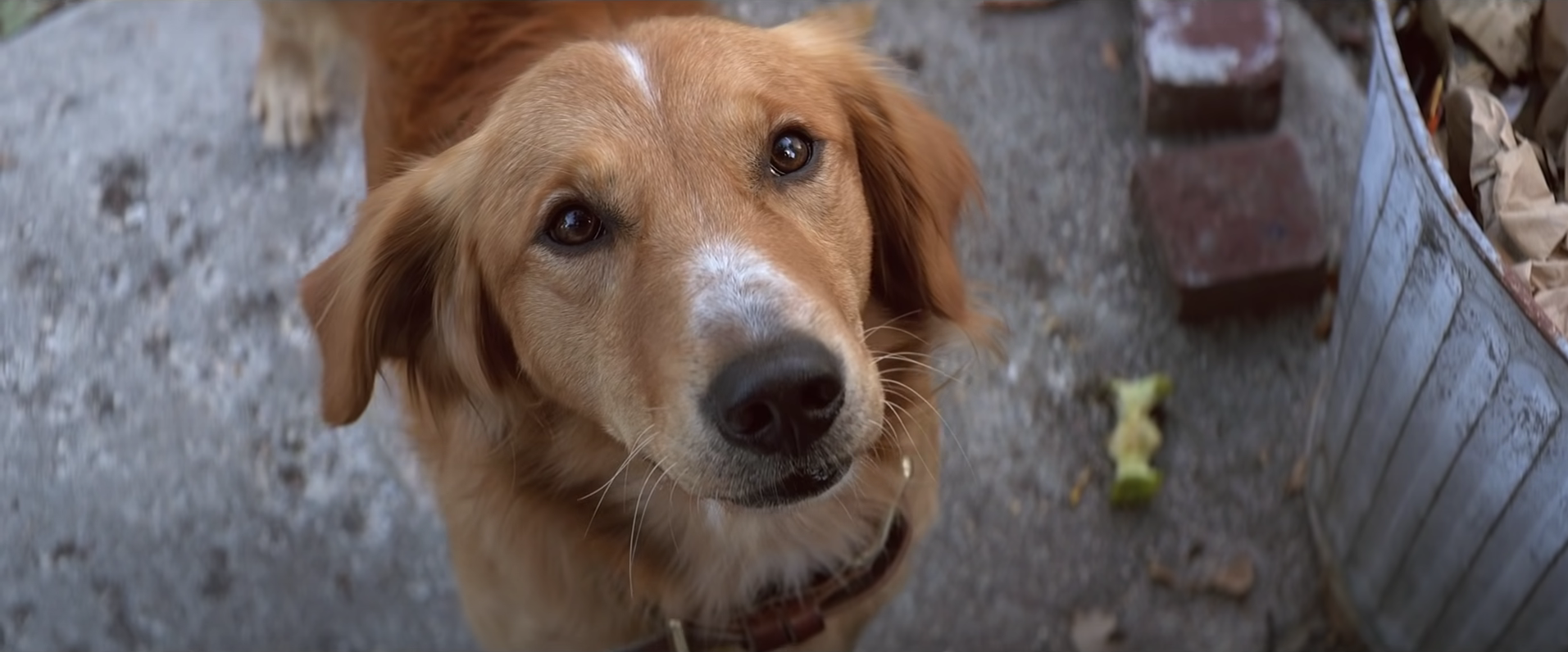 Veterinarka otkrila: Ove dvije pasmine imaju najviše zdravstvenih problema