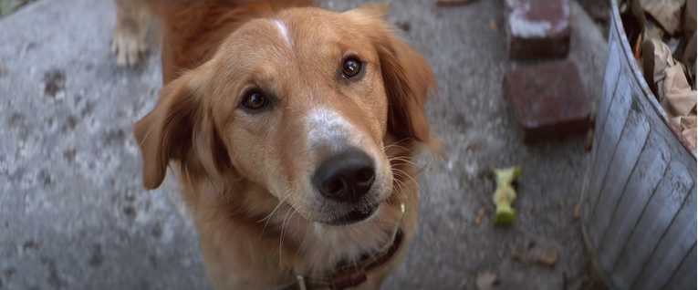 Veterinarka otkrila: Ove dvije pasmine imaju najviše zdravstvenih problema