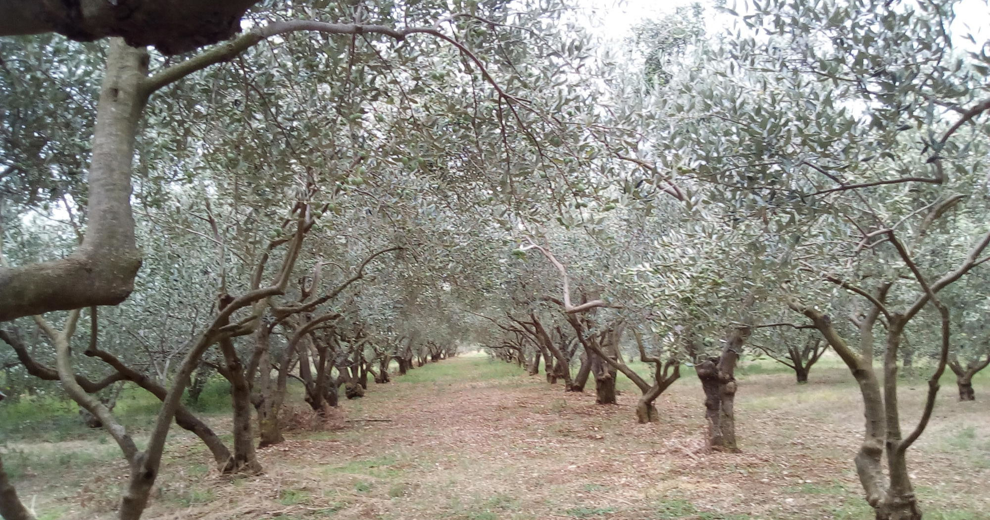 Za 160.000 eura prodaje se kuća s ogromnim maslinikom blizu Vranskog jezera