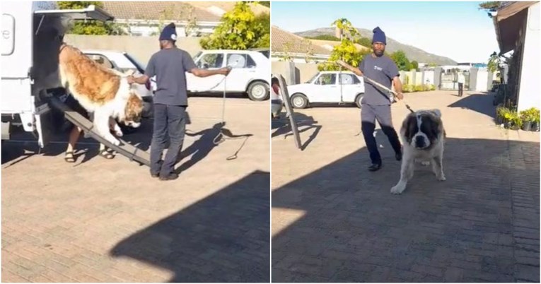Video ogromnog bernardinca postao viralan: "Jeste li ikad vidjeli psa teškog 100 kg?"