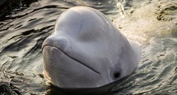 Kit beluga koji je zalutao u francusku rijeku Seineu ne želi jesti i djeluje mršavo