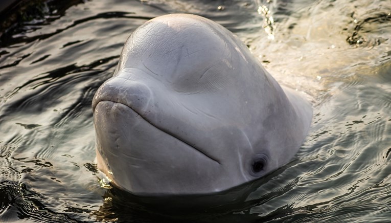 Kit beluga koji je zalutao u francusku rijeku Seineu ne želi jesti i djeluje mršavo