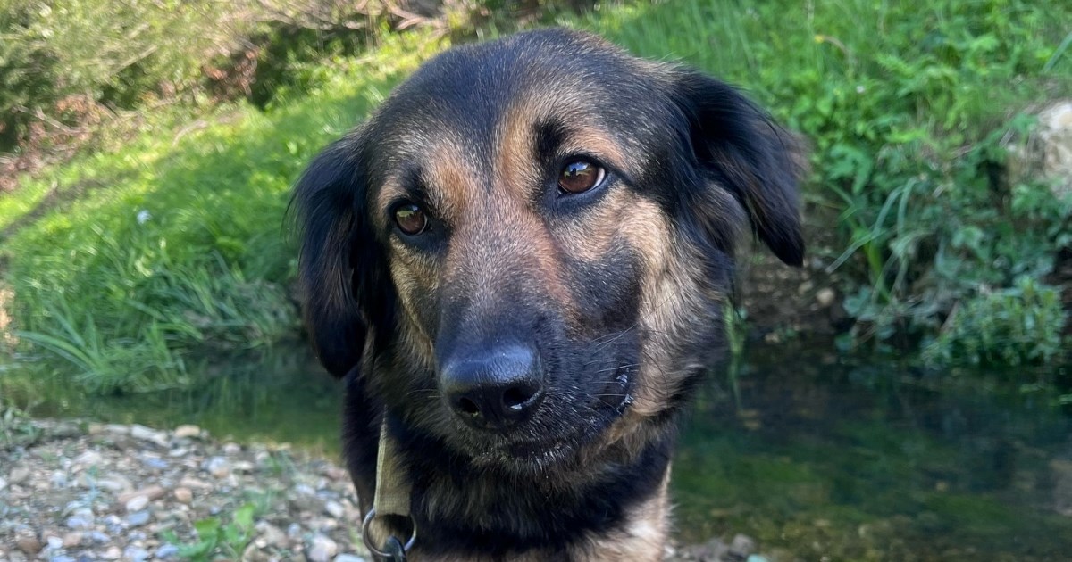 Goga traži dom: Bila je uplašena i sramežljiva, a onda je doživjela preobrazbu