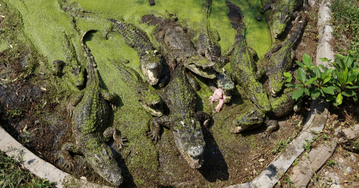 Australski znanstvenici otkrili ljuske jaja krokodila koji su se penjali po drveću