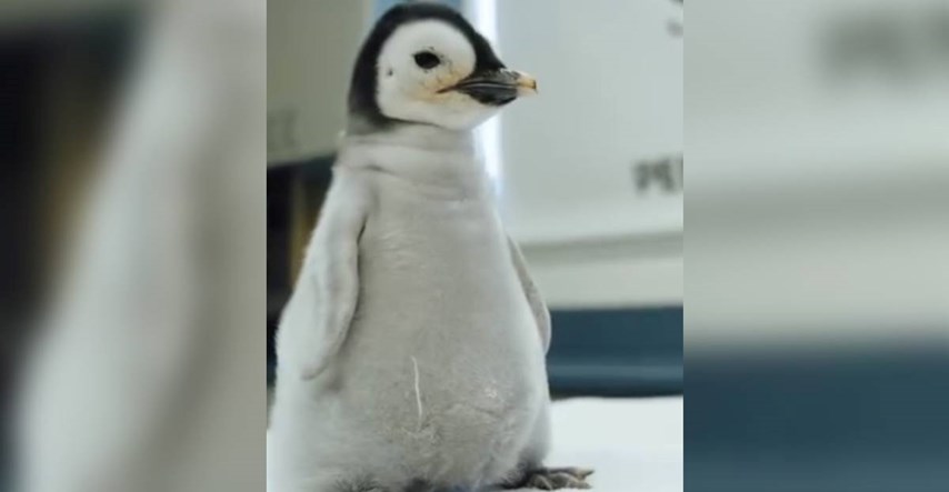 VIDEO Nakon 13 godina u zoološkom vrtu u Kaliforniji izlegao se kraljevski pingvin