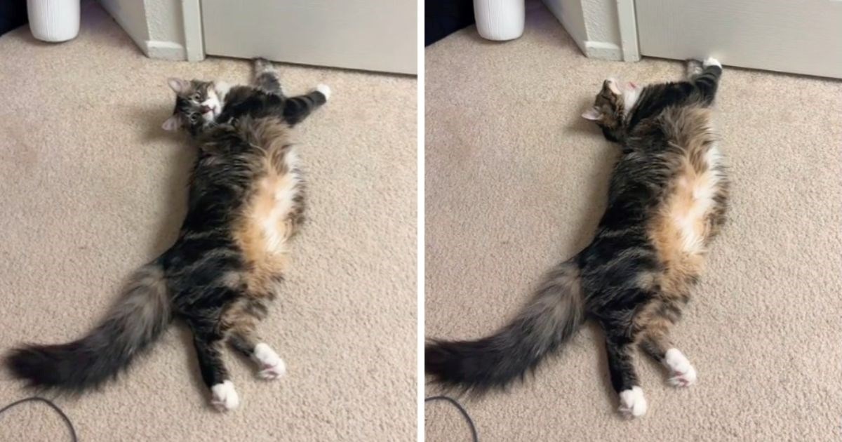 Mačak se pravi da je zapeo kako bi privukao pažnju, video je hit