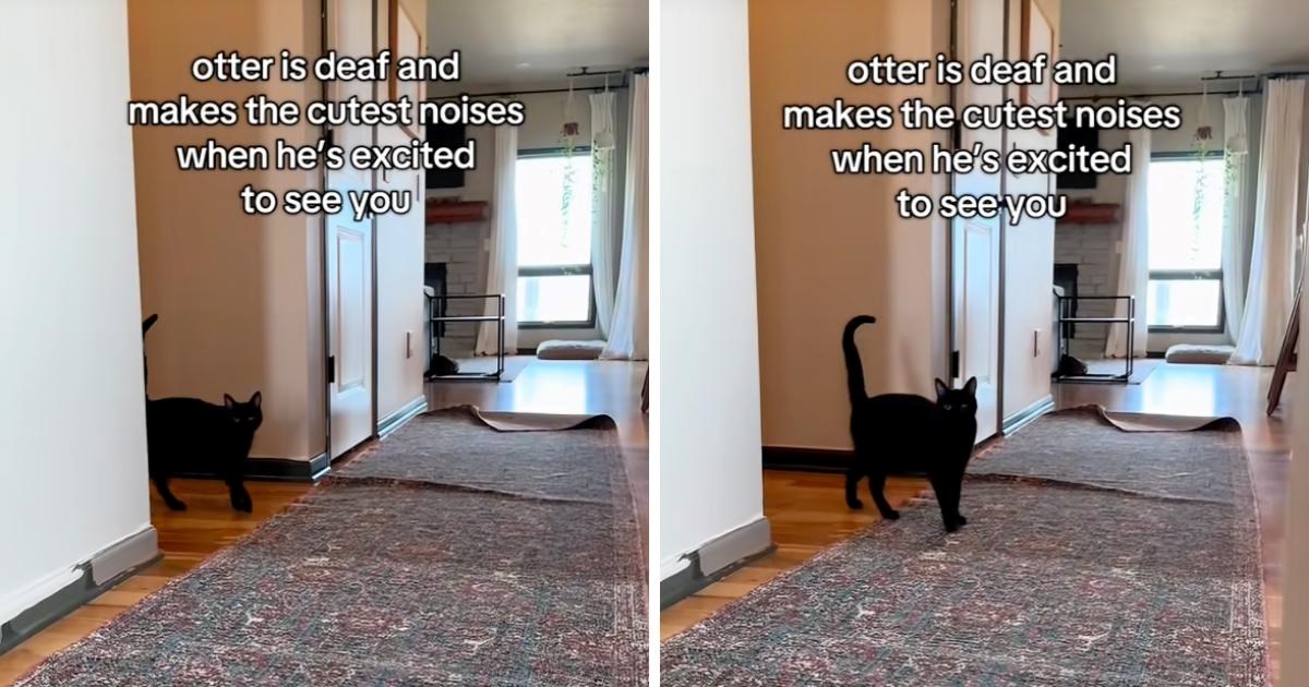 Gluha mačka ima preslatku reakciju kada vidi da se vlasnik vratio kući