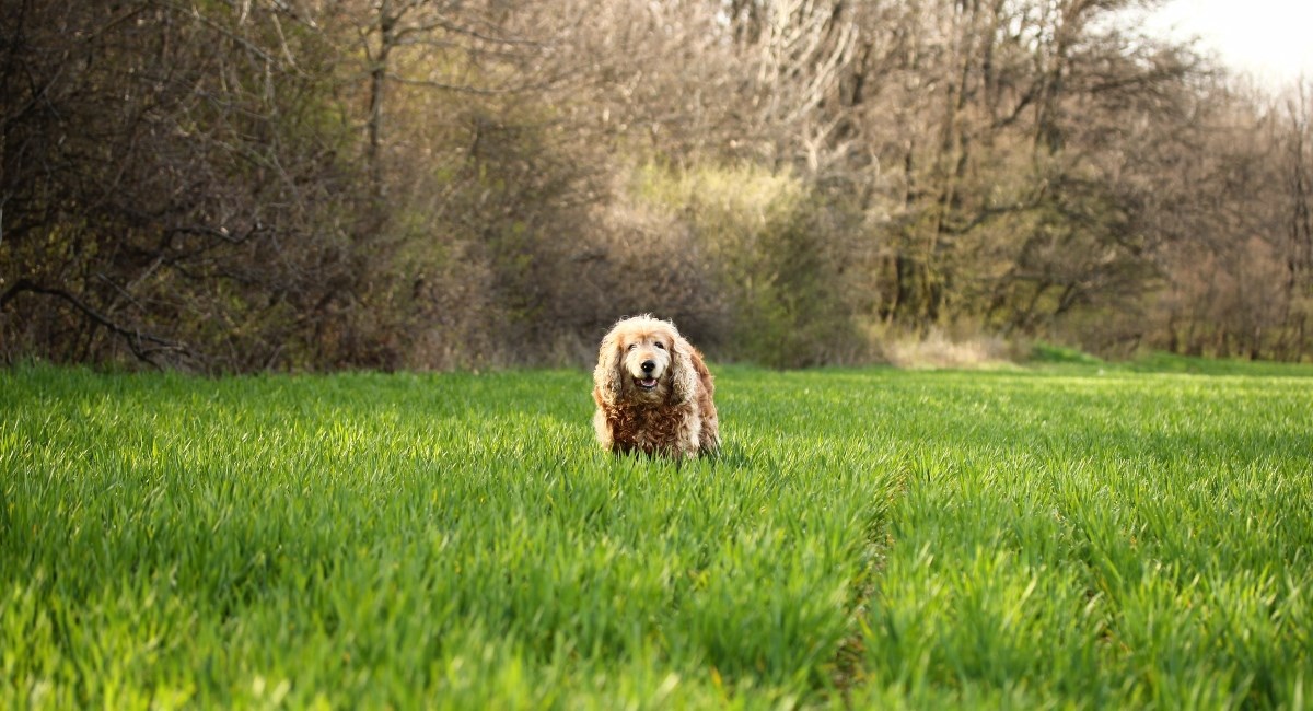 Psu nije bilo dobro, dvije godine kasnije veterinar došao do šokantnog otkrića