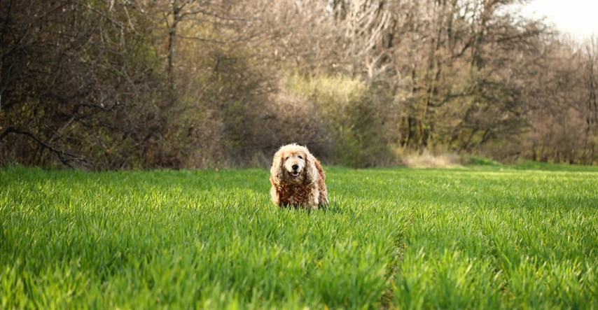 Psu nije bilo dobro, dvije godine kasnije veterinar došao do šokantnog otkrića