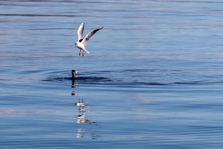 Fotograf uhvatio zanimljiv prizor na Ugljanu: Gnjurac i galeb se borili za ribu