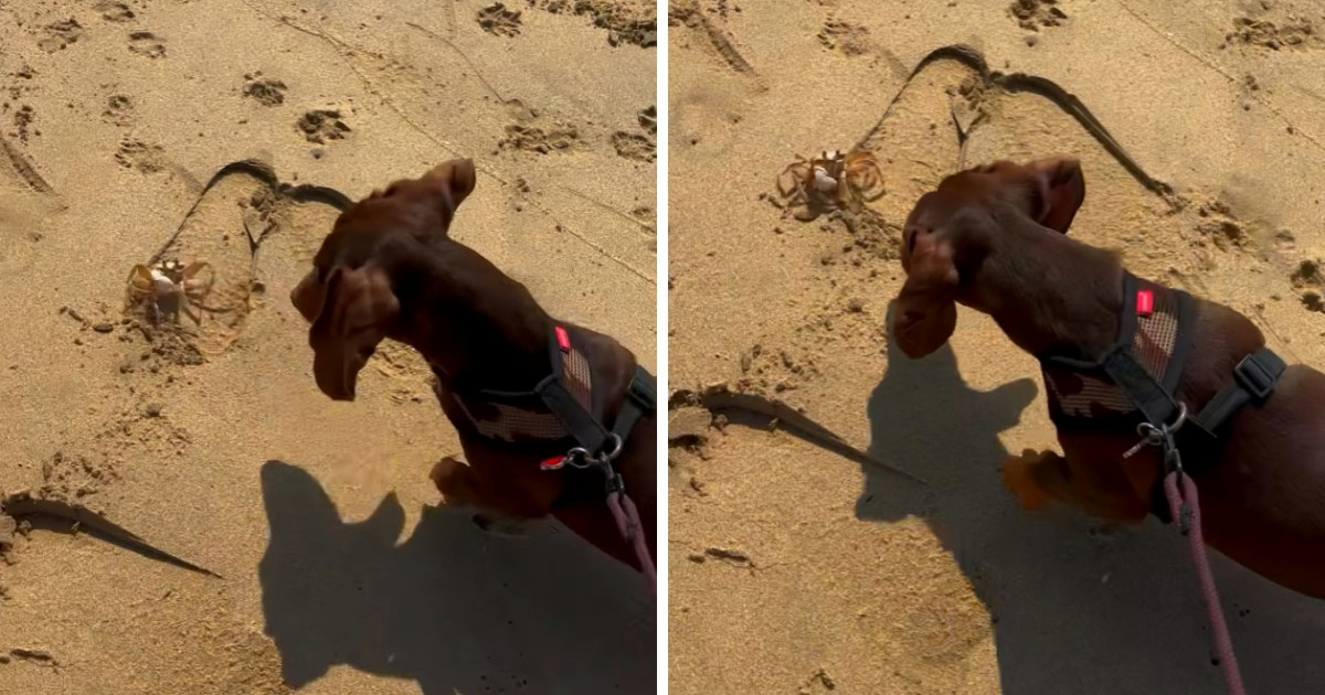 Urnebesan susret: Jazavčari se prvi put susreli s rakom na plaži