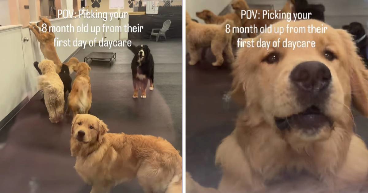 Vlasnica pokazala dirljivu reakciju retrivera nakon prvog dana u vrtiću