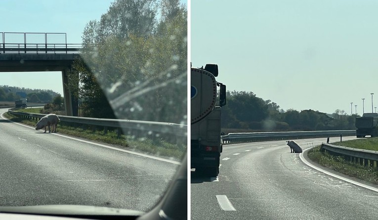 Svinje ispale iz kamiona na brzoj cesti prema Zagrebu