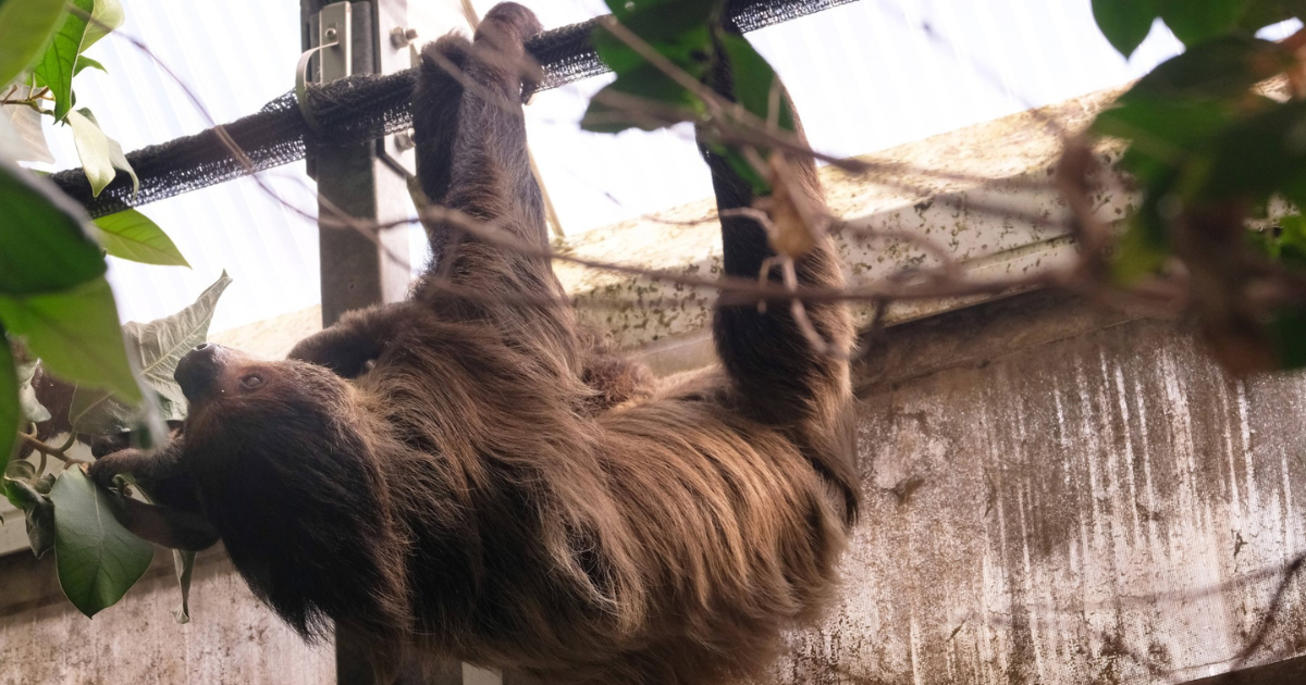 Uginuo najstariji ljenjivac na svijetu, upisan je u Guinnessovu knjigu rekorda