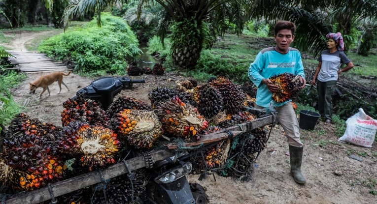 Europska komisija: Očekujemo snažan pad potrošnje i uvoza palminog ulja u EU