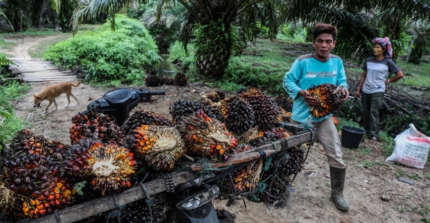 Europska komisija: Očekujemo snažan pad potrošnje i uvoza palminog ulja u EU