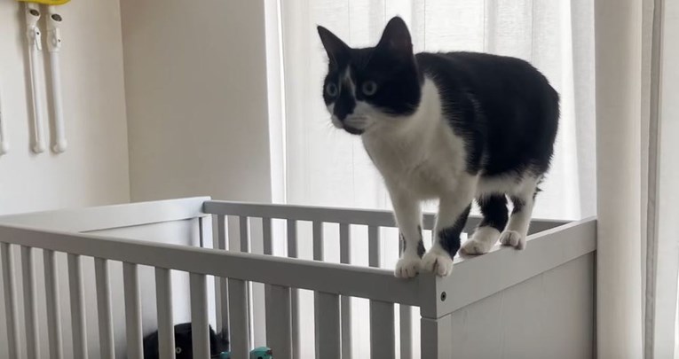 Vlasnici u sobu postavili kolijevku za bebe, reakcija mačaka je hit