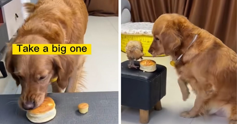 "Najbolji pas na svijetu": Zlatni retriver koji dijeli hranu s piletom je hit