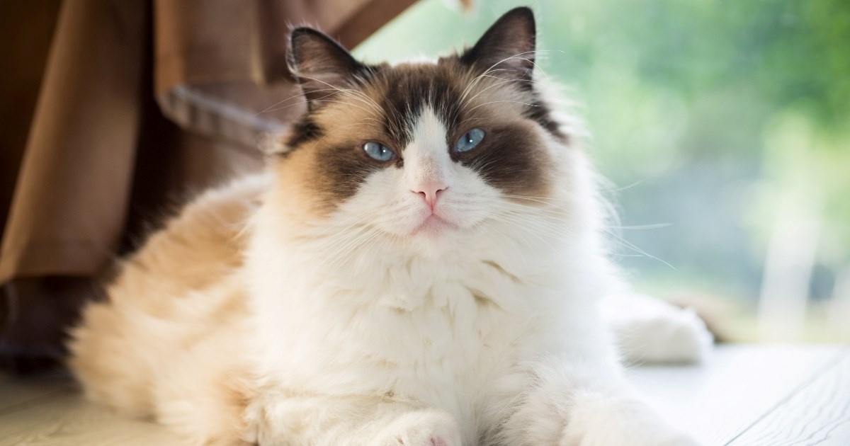 Najnježnija dugodlaka mačka: Izgleda kao kraljica, ponaša se kao beba