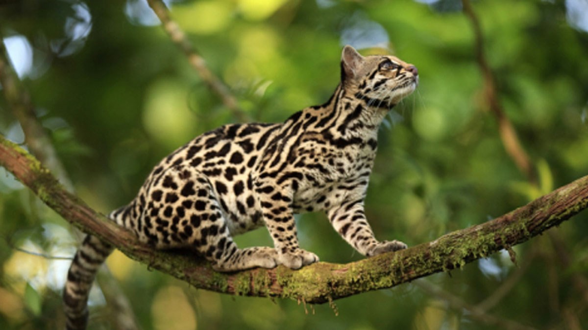 O ovoj vrsti mačke se jako malo priča, a zaista je posebna