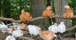 Američke vlasti izdale bizarno upozorenje: Nemojte ljubiti svoje kokoši