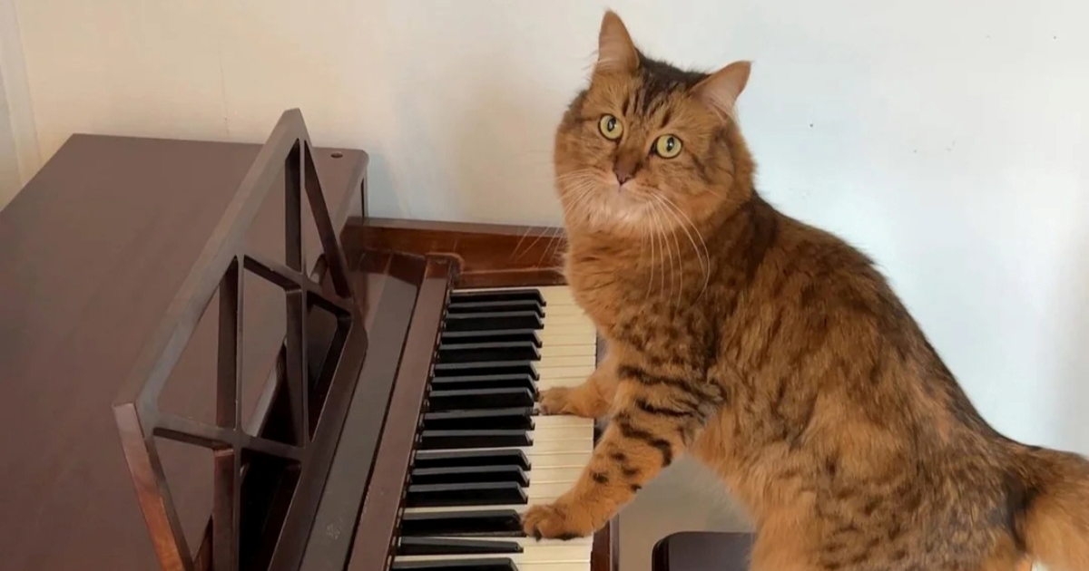 Mačka koja svira klavir i izluđuje vlasnicu postala je hit na Redditu