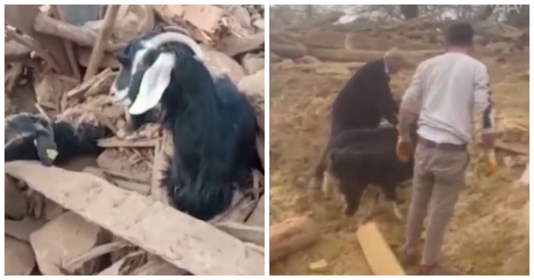 Dvije koze nakon 26 dana izvučene iz ruševina u Turskoj, žive su i zdrave