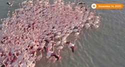 Nevjerojatan prizor: Dronom snimili masovno jato flaminga
