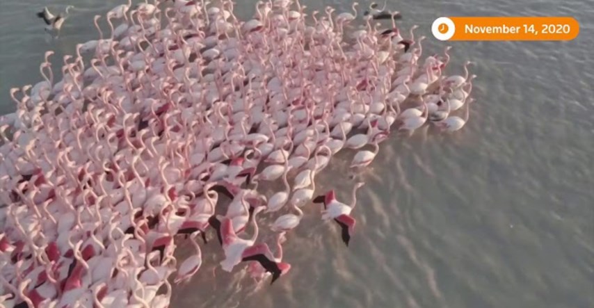 Nevjerojatan prizor: Dronom snimili masovno jato flaminga