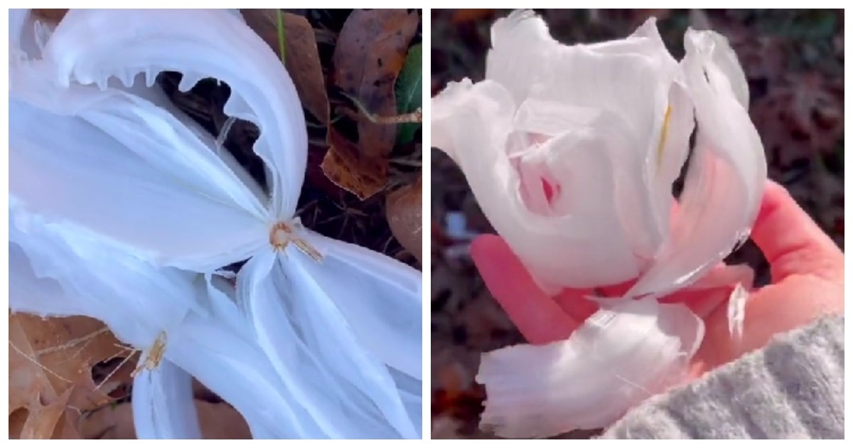 1.3 milijuna pregleda: Tiktokerica snimila prirodni fenomen koji izgleda čarobno