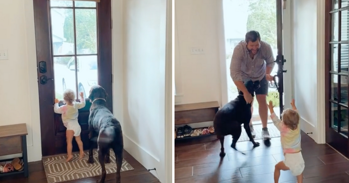 Čokoladni labrador i beba ne mogu sakriti oduševljenje kad tata dolazi s posla