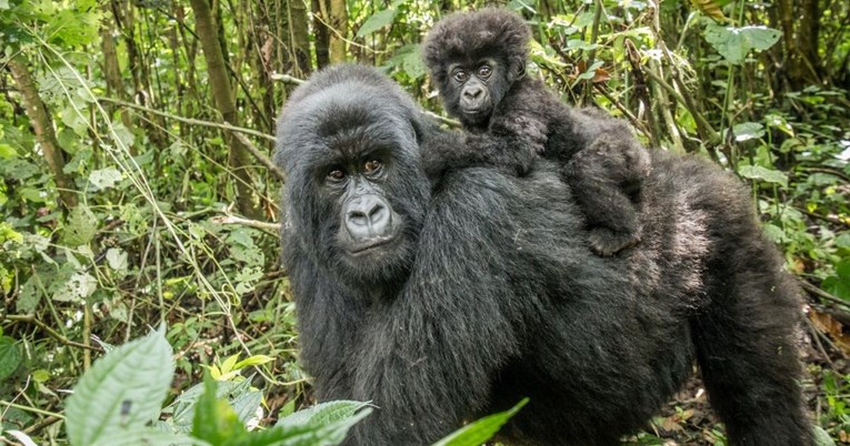 Zoolozi nakon rođenja bebe gorile: Nova šansa za očuvanje ove ugrožene vrste