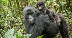 Zoolozi nakon rođenja bebe gorile: Nova šansa za očuvanje ove ugrožene vrste