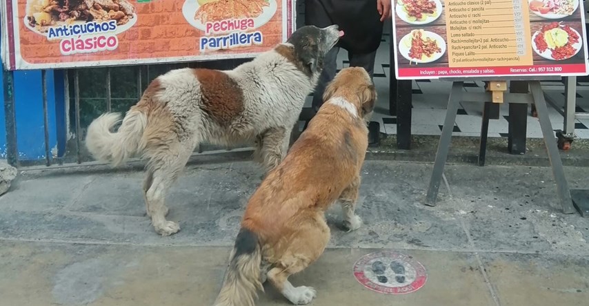 Vlasnik priprema besplatan obrok svakom psu lutalici koji svrati u njegov restoran