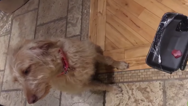 Vlasnica grdila psa koji je napravio glupost, njegova reakcija je hit
