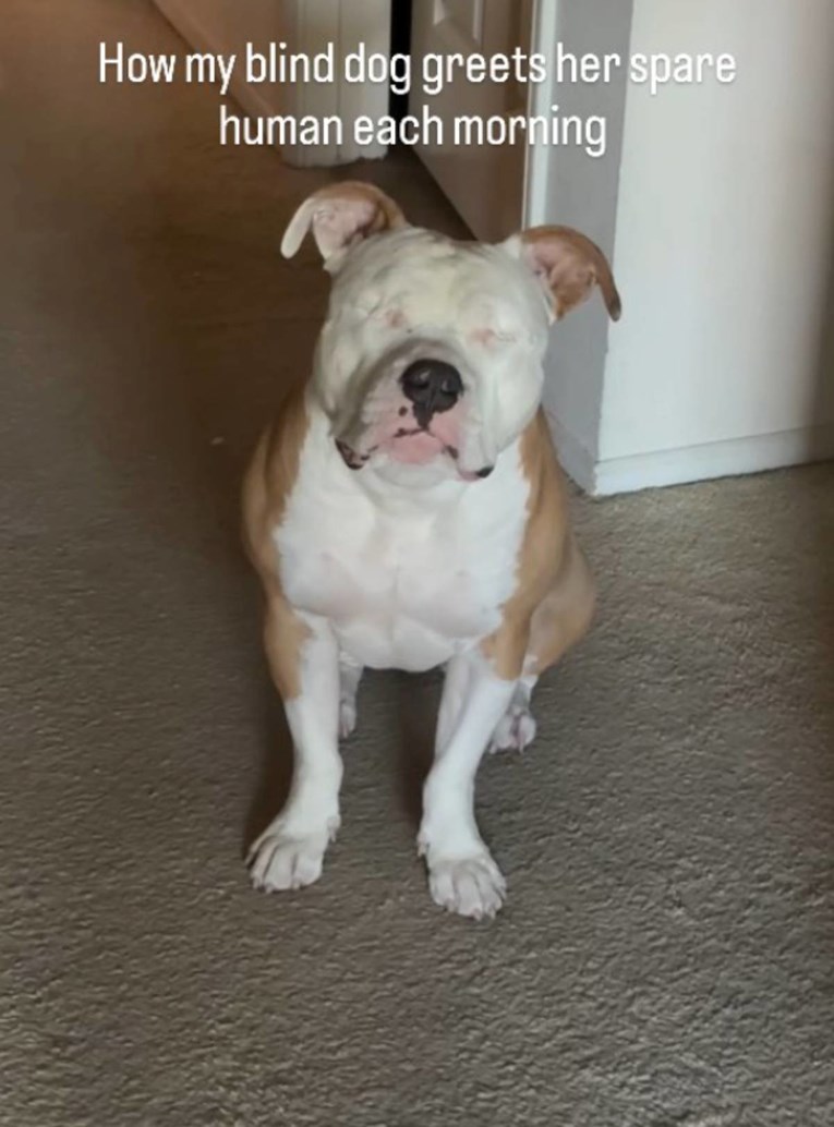 Video slijepe kujice koja čeka svog čovjeka da se probudi raznježio tisuće