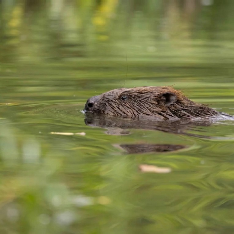 Otkriveno prirodno rješenje za ublažavanje klimatskih promjena