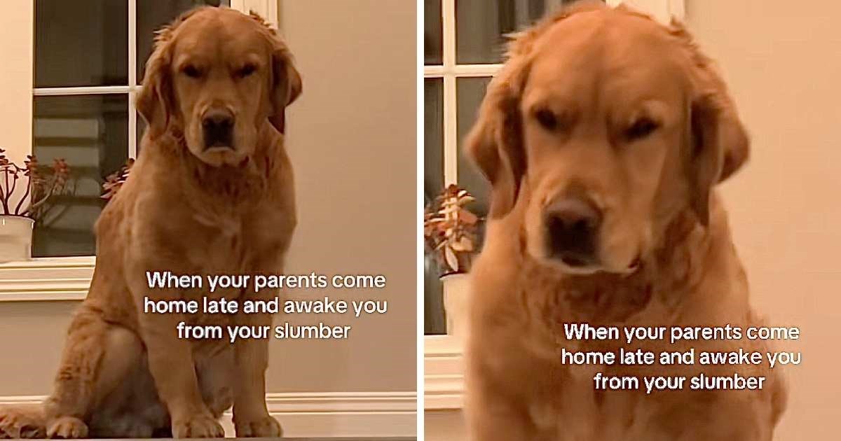 Reakcija psa kad su ga vlasnici probudili nakon izlaska nasmijala je ljude