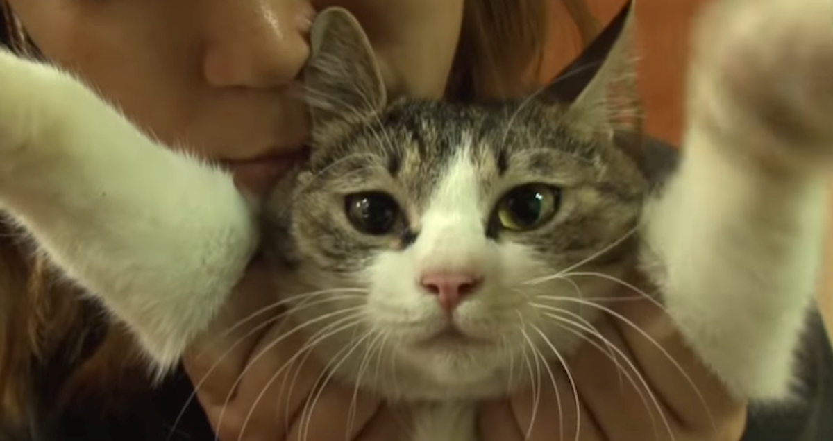 Ulična mačka svaku večer dolazila kod iste žene, a razlog nije samo hrana