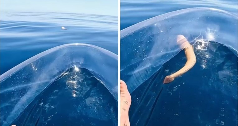 Tip u prozirnom kajaku na moru sreo neobično biće, video pregledan 13 milijuna puta